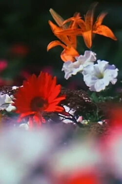 Fleurs (1980)