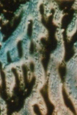 Floating under a Honey Tree (1998)