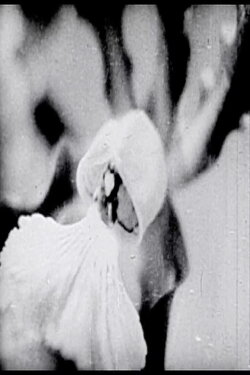 Floral Symphony (1936) Floral Symphony (1936)