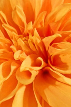 Floral Yearnings (2021) Floral Yearnings (2021)