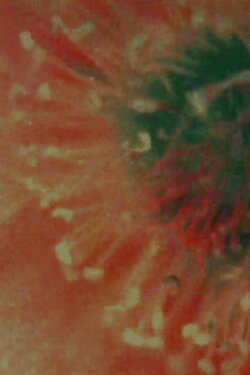 Flower Animation (1988)