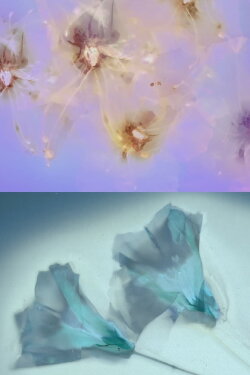 Flower Rain (2023) Flower Rain (2023)