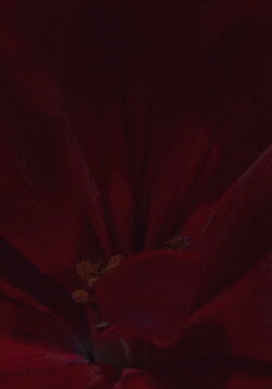 Flowerbed (2017)