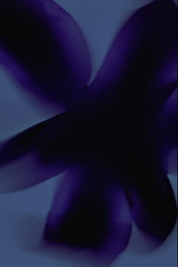 Flowers #3 (Kissed by the Sun) (2023) Flowers #3 (Kissed by the Sun) (2023)