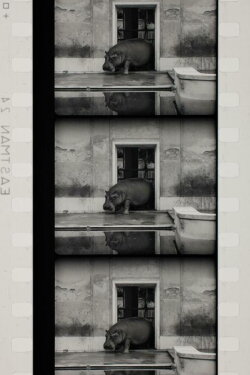 Flusspferde (1993) Flusspferde (1993)