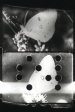 Flutter (1993) Flutter (1993)