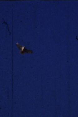 Flying Fish (2012)