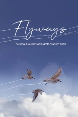Flyways: The Untold Journey of Migratory Shorebirds (2023) Flyways: The Untold Journey of Migratory Shorebirds (2023)