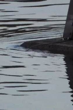 footage shot along the Susquehanna River set to various pieces of music (2020) footage shot along the Susquehanna River set to various pieces of music (2020)
