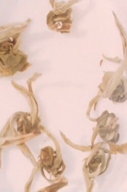 Four Little Films: Frost Table, Tholos, Jasmine Tea, and Garden (2009) Four Little Films: Frost Table, Tholos, Jasmine Tea, and Garden (2009)