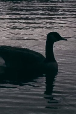 Fowl Play (2018)