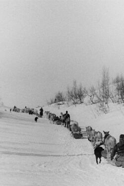 Från vinterviste till sommarfjäll (1949)
