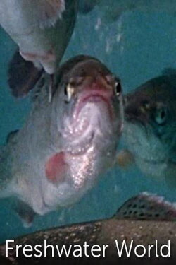 Freshwater World (1974) Freshwater World (1974)