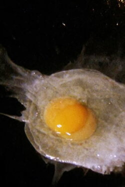 Fried Egg (2008)