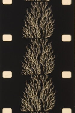 From the Family of Eggs (1984)