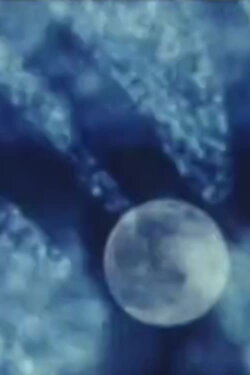 From the Ionosphere (2003) From the Ionosphere (2003)