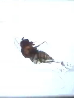 Fruit Flies (2010) Fruit Flies (2010)