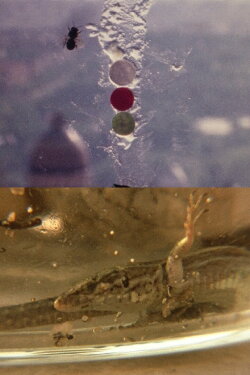 Fuegos Artificiales Foco Proyector apto. Con Burbana avispa bombilla filamento Poti (1976) Fuegos Artificiales Foco Proyector apto. Con Burbana avispa bombilla filamento Poti (1976)