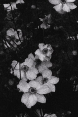 Für P. (Weiße Blumen) (2016)