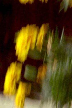 Garden Variety (2023) Garden Variety (2023)