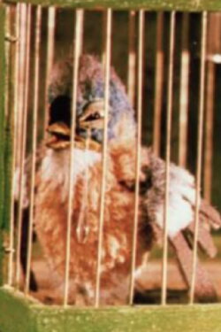 Gazouilli, petit oiseau (1954) Gazouilli, petit oiseau (1954)