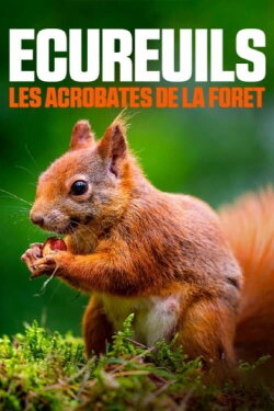Geheimnisvolle Eichhörnchen (2018) Geheimnisvolle Eichhörnchen (2018)