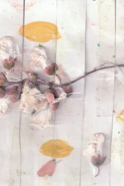 Giardini (2018) Giardini (2018)
