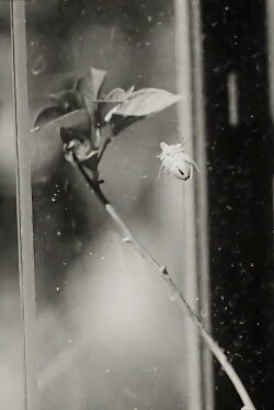 Glasshouse (1964) Glasshouse (1964)