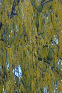 Gleditsia triacanthos (2024)