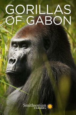 Gorillas of Gabon (2019) Gorillas of Gabon (2019)