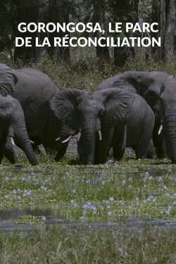 Gorongosa, le parc de la réconciliation (2023) Gorongosa, le parc de la réconciliation (2023)