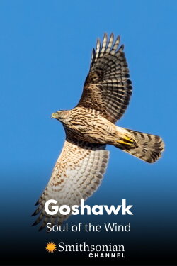 Goshawk - Soul of the Wind (2015) Goshawk - Soul of the Wind (2015)