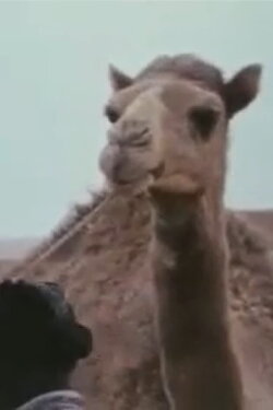 Goulimime (1970) Goulimime (1970)