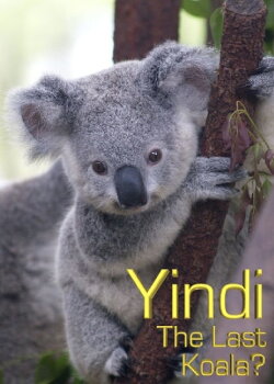 Grainger's World: Yindi: The Last Koala? (2007) Grainger's World: Yindi: The Last Koala? (2007)