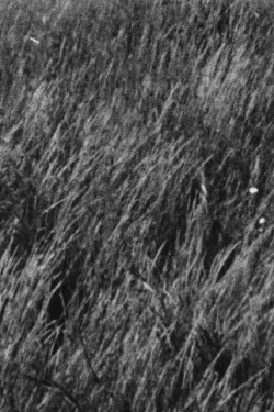 Grass (1997) Grass (1997)