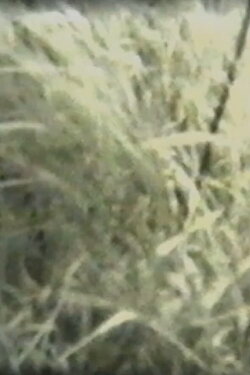 Grass (1967)