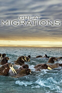 GREAT_MIGRATIONS-Disc1 (2010) GREAT_MIGRATIONS-Disc1 (2010)