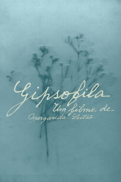 Gypsophila (2015) Gypsophila (2015)