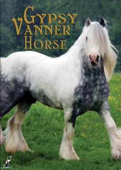 Gypsy Vanner Horse (2009) Gypsy Vanner Horse (2009)