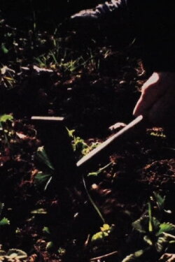 Hands: Oxes (2018)