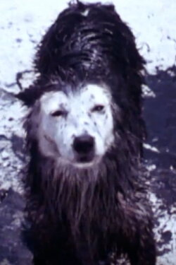 Harry the Dirty Dog (1987) Harry the Dirty Dog (1987)