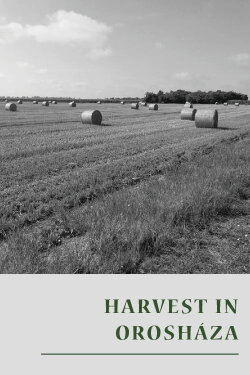 Harvest in Orosháza (1953) Harvest in Orosháza (1953)