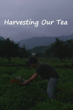Harvesting Our Tea (2022) Harvesting Our Tea (2022)