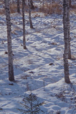 Haukijärvi, February (2020)