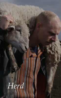 Herd (2017) Herd (2017)
