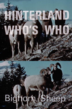 Hinterland Who's Who: Bighorn Sheep (1969) Hinterland Who's Who: Bighorn Sheep (1969)