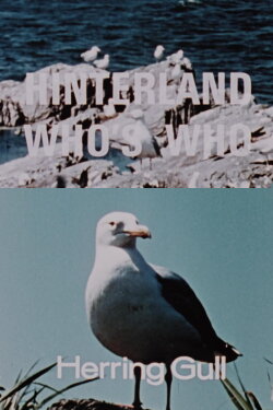 Hinterland Who's Who: Herring Gull (1967)