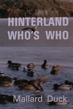 Hinterland Who's Who: Mallard Duck (1969) Hinterland Who's Who: Mallard Duck (1969)