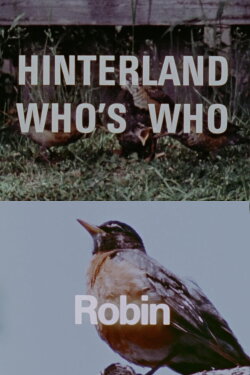 Hinterland Who's Who: Robin (1972) Hinterland Who's Who: Robin (1972)