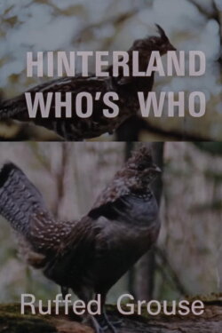 Hinterland Who's Who: Ruffed Grouse (1969) Hinterland Who's Who: Ruffed Grouse (1969)